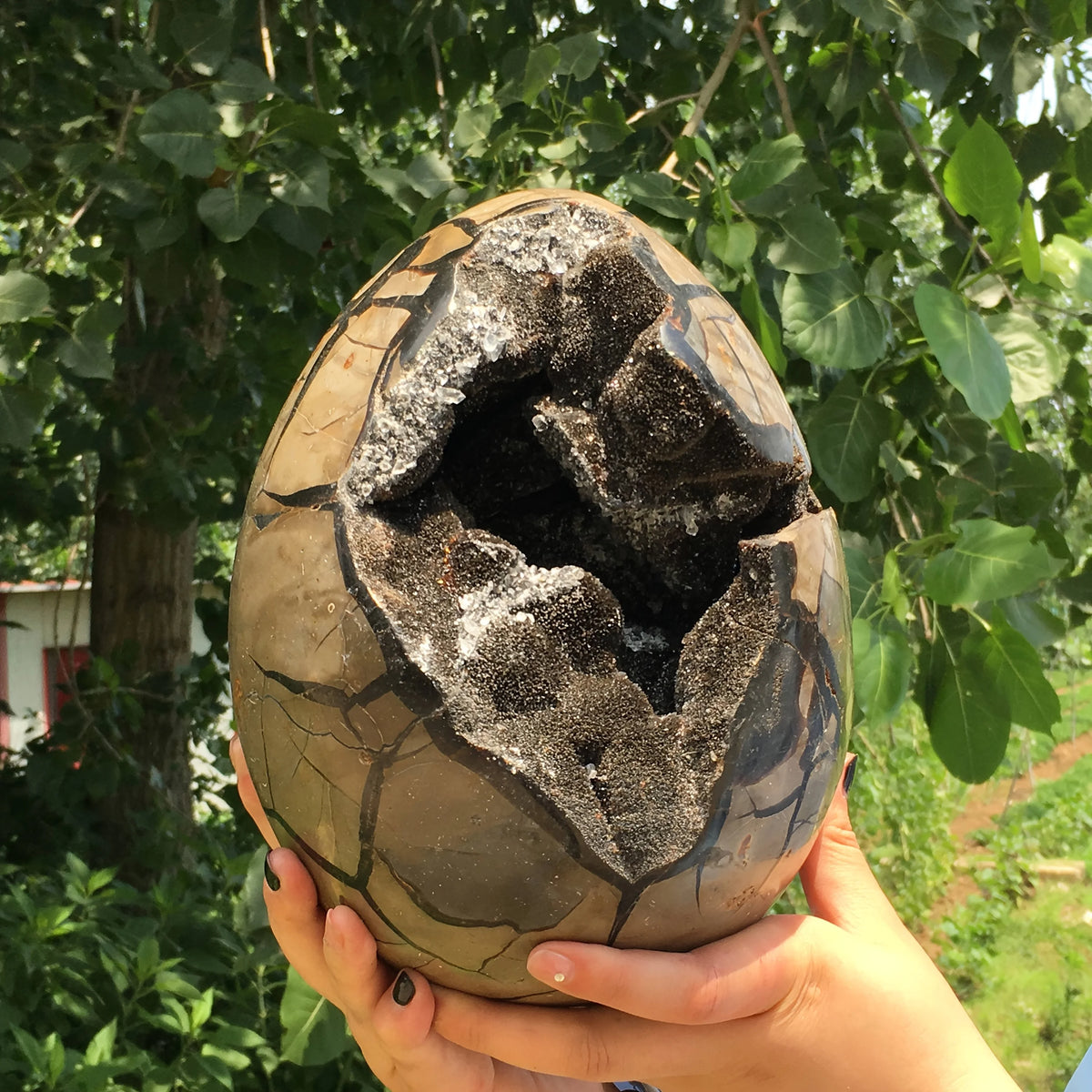 AA+ Dragon Seven-Layer Crystal Egg - Black and brown quartz containing mixed minerals, with a rough textured surface